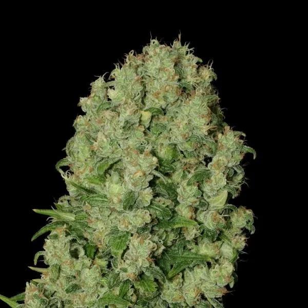 White Russian