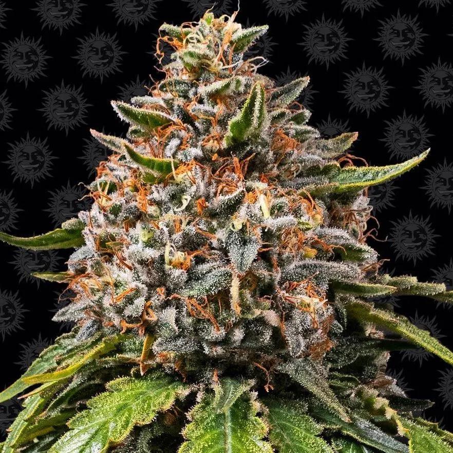 White Widow XXL
