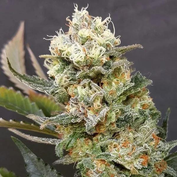 ZkittleZ Glue