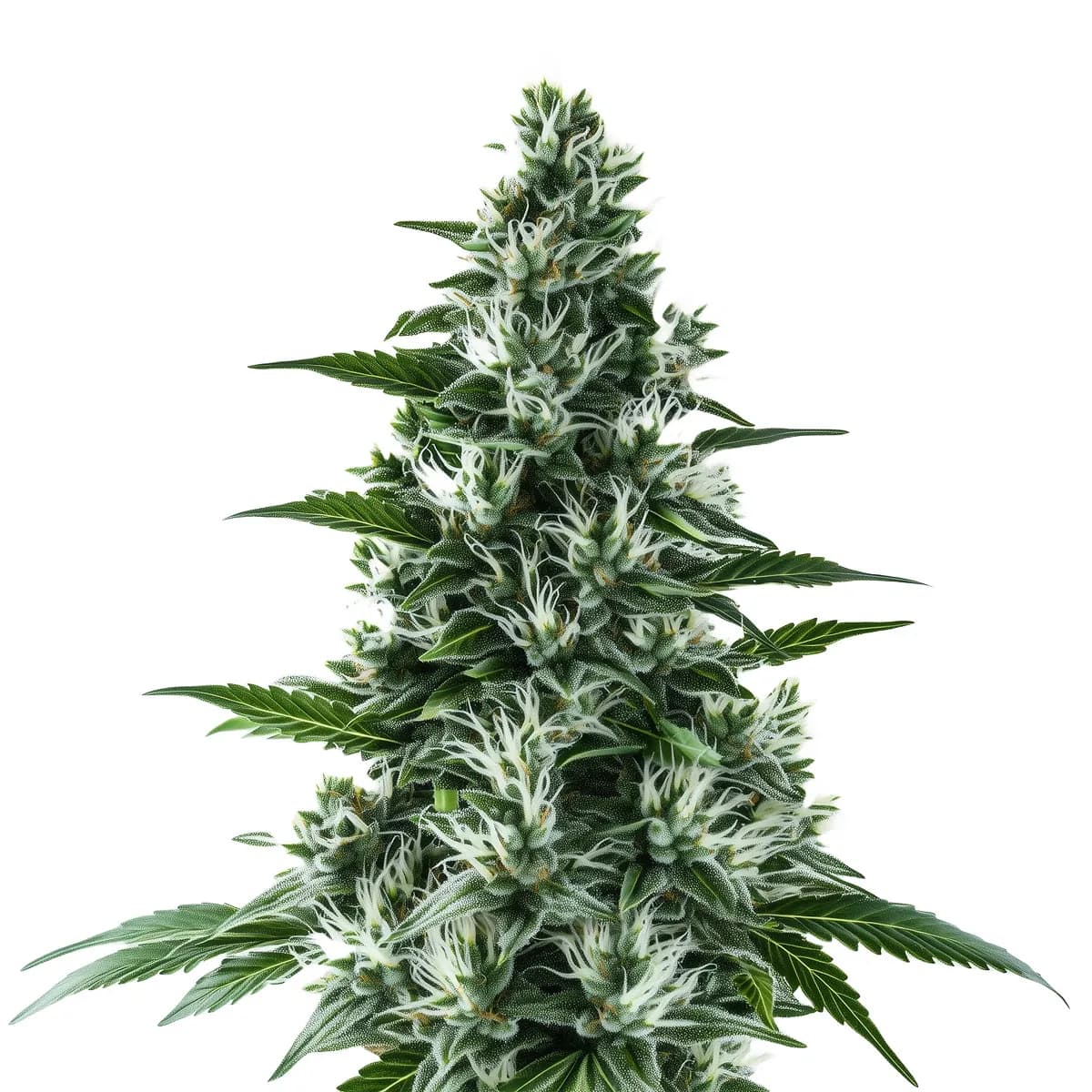 Alaskan Thunderfuck Auto