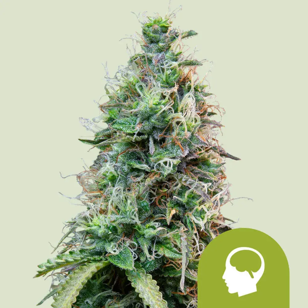 Amnesia Haze Autoflower