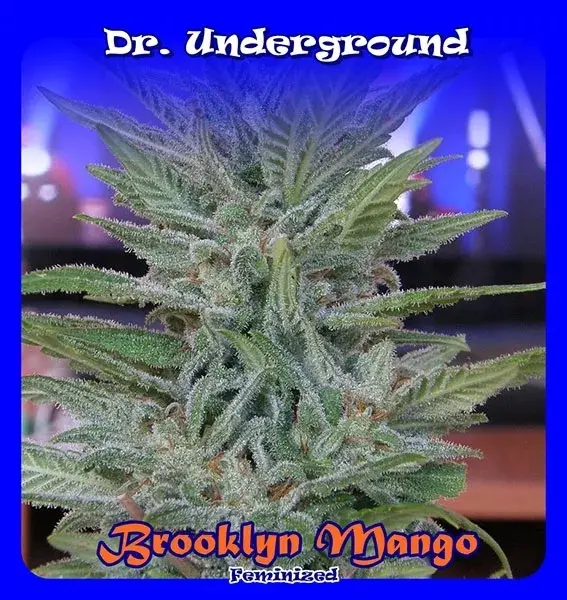 Brooklyn Mango