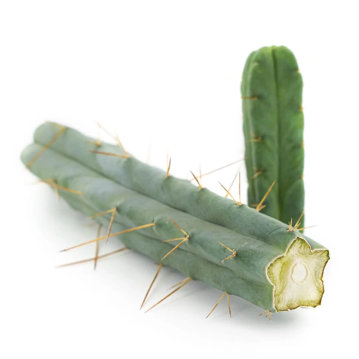 Kaktus der vier Winde