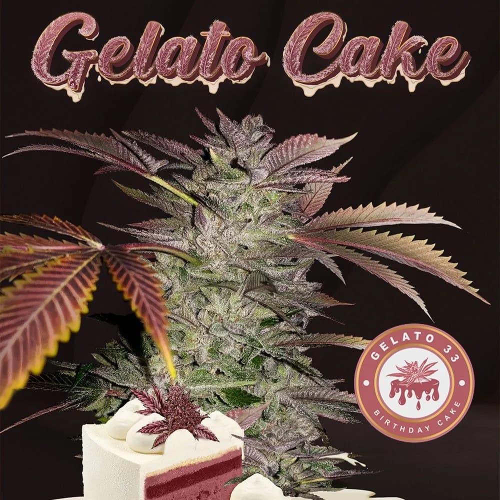 Gelato Cake (T.H.Seeds)