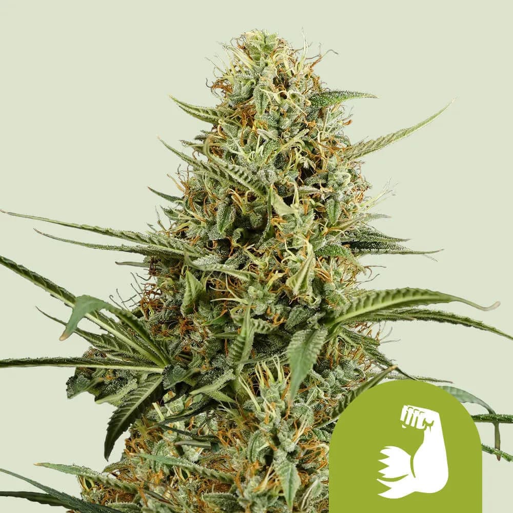 HulkBerry Autoflower
