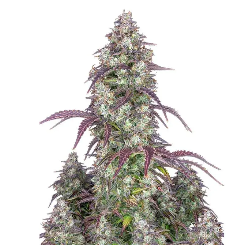 Lemon Pie