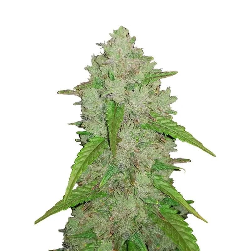 Original Auto Amnesia Haze