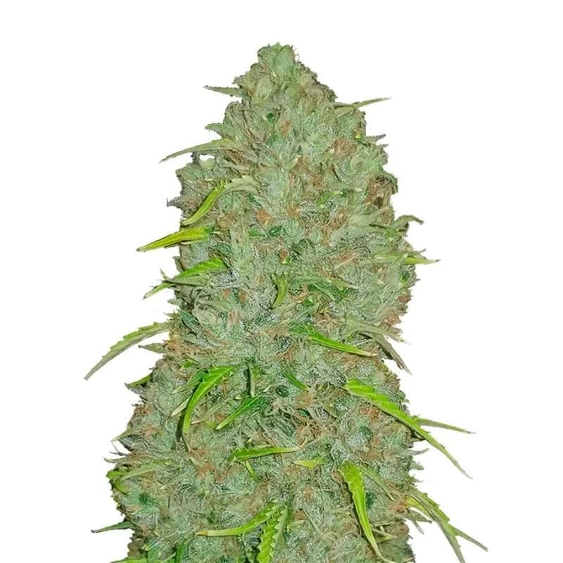 Original Auto Jack Herer