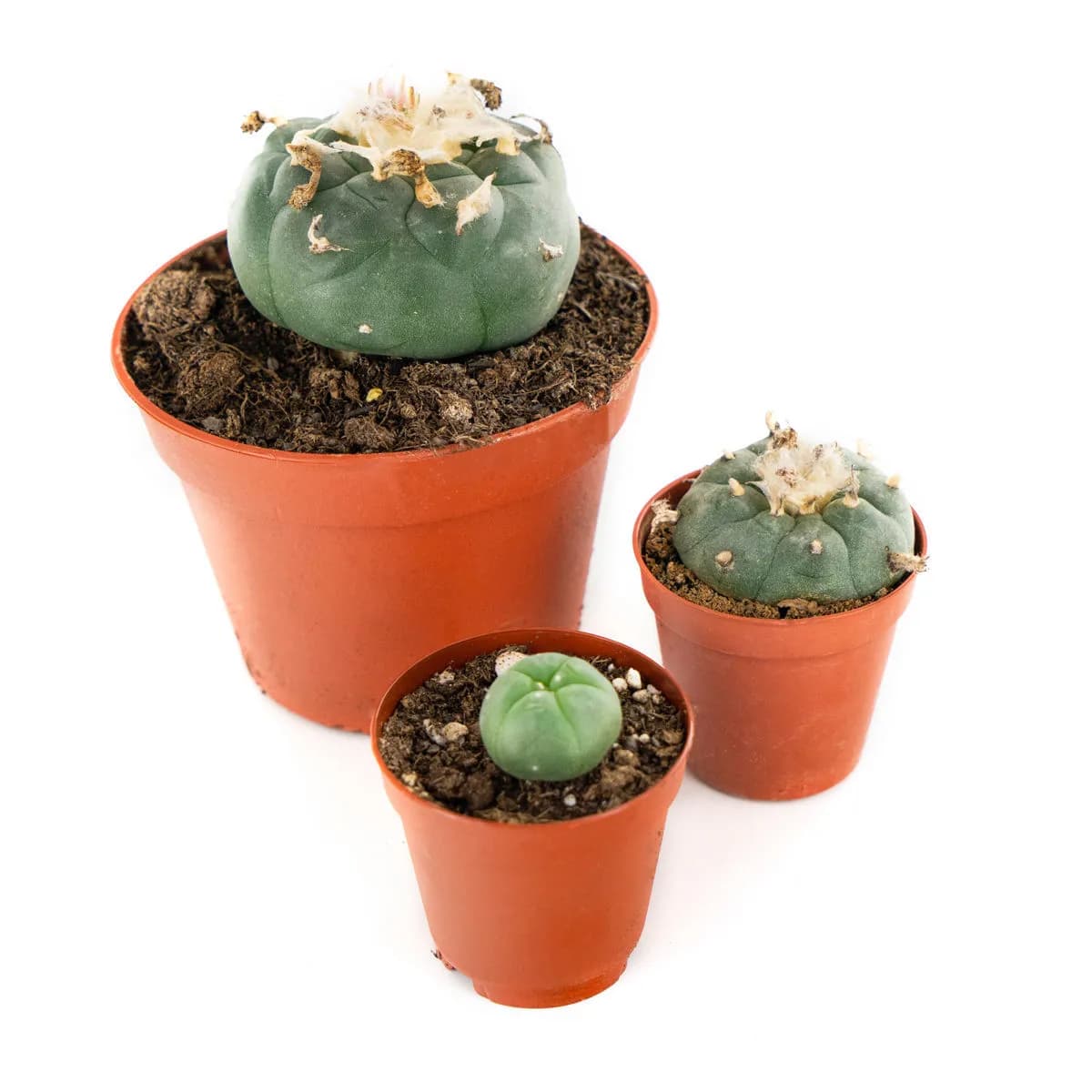 Peyote Kaktus