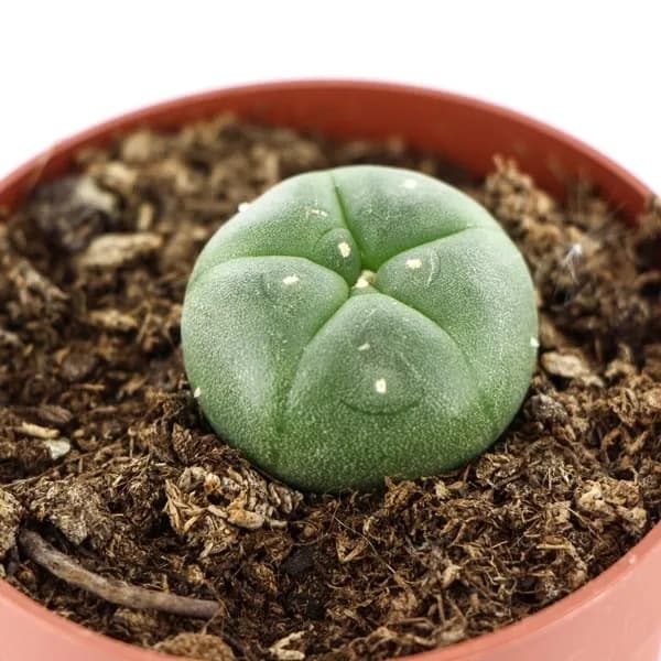 Peyote Kaktus