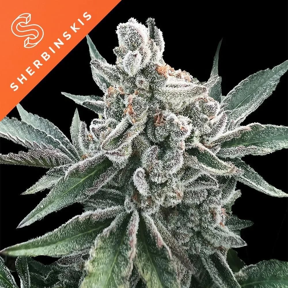 Polar Gelato Auto (Sherbinskis x Silent Seeds)