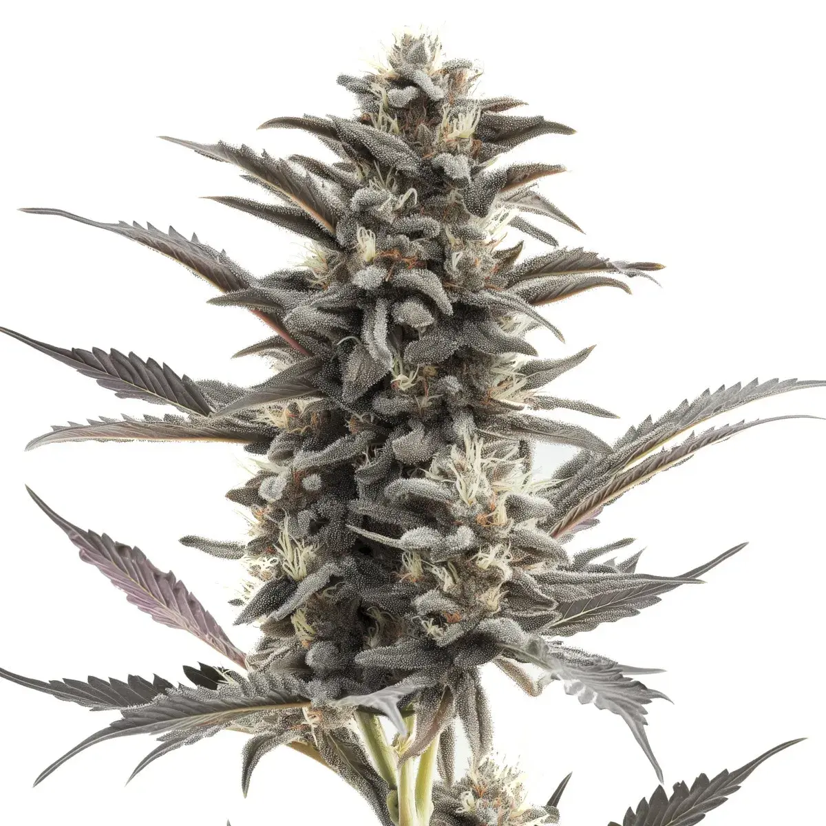 Purple Punch