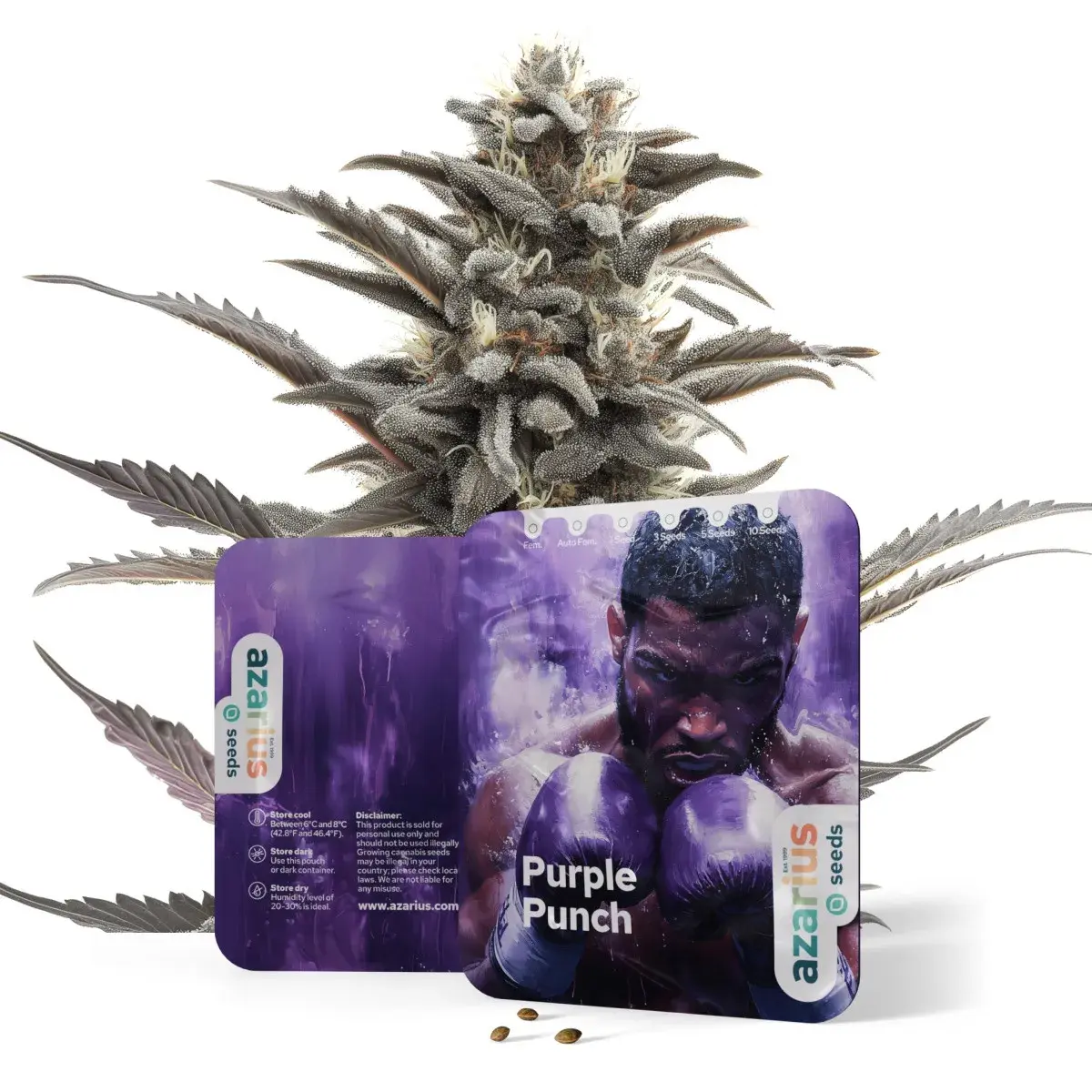 Purple Punch Auto