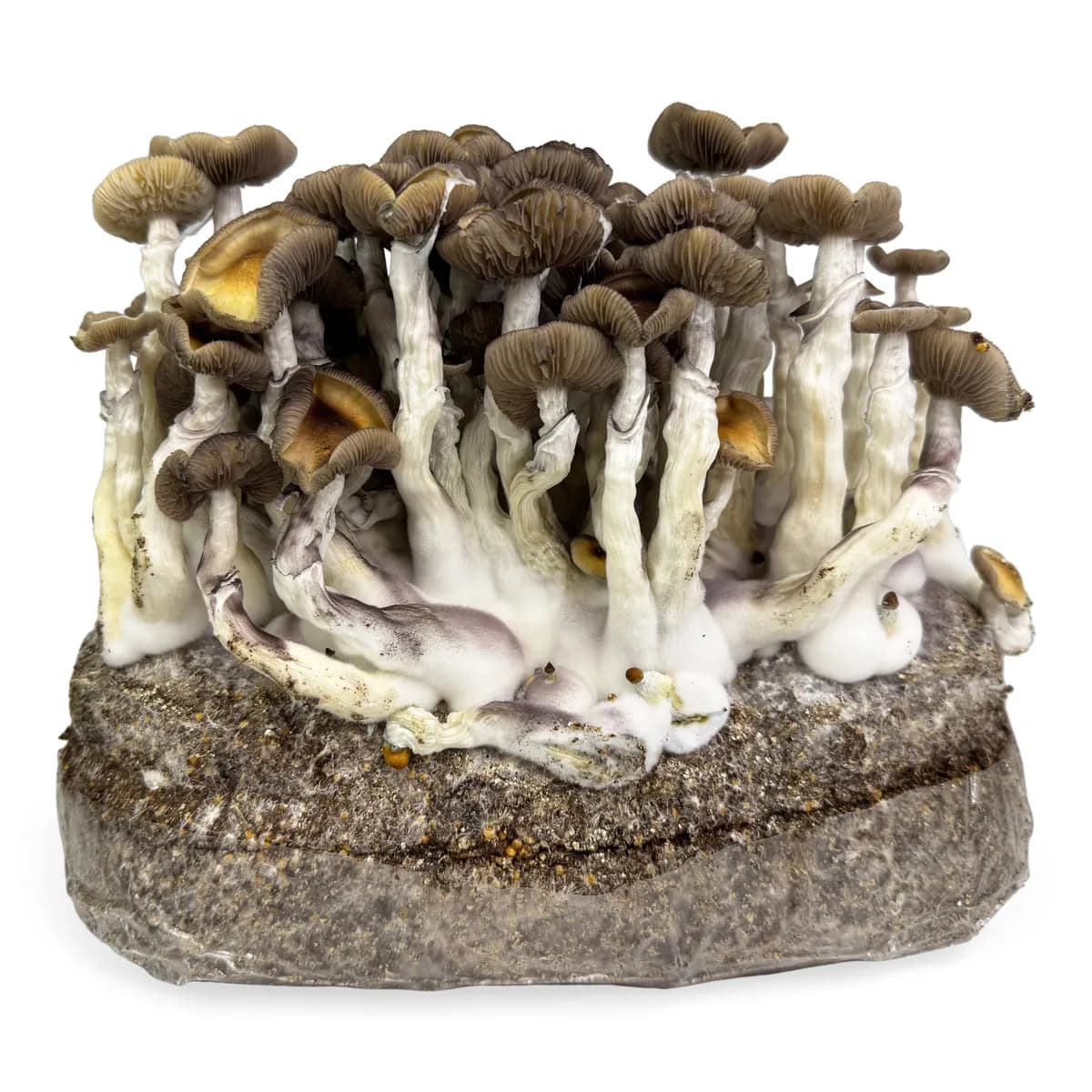 Ready-2-Grow Bag 'Golden Teacher'