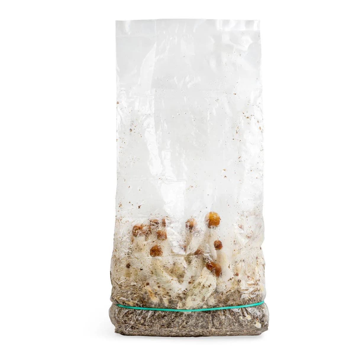 Ready-2-Grow Bag 'MVP'