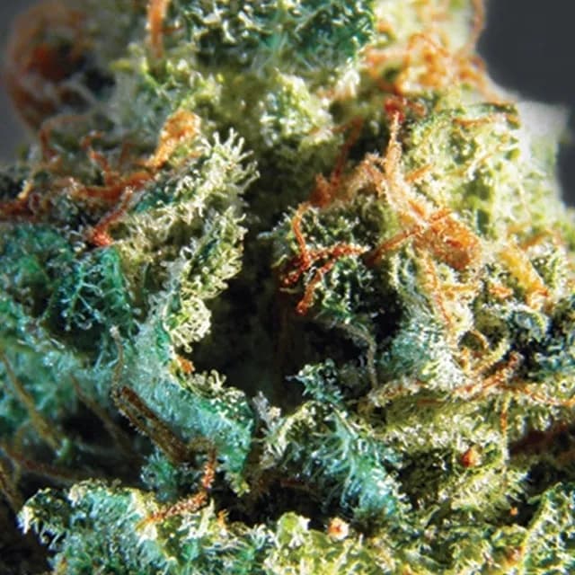 Silver Haze