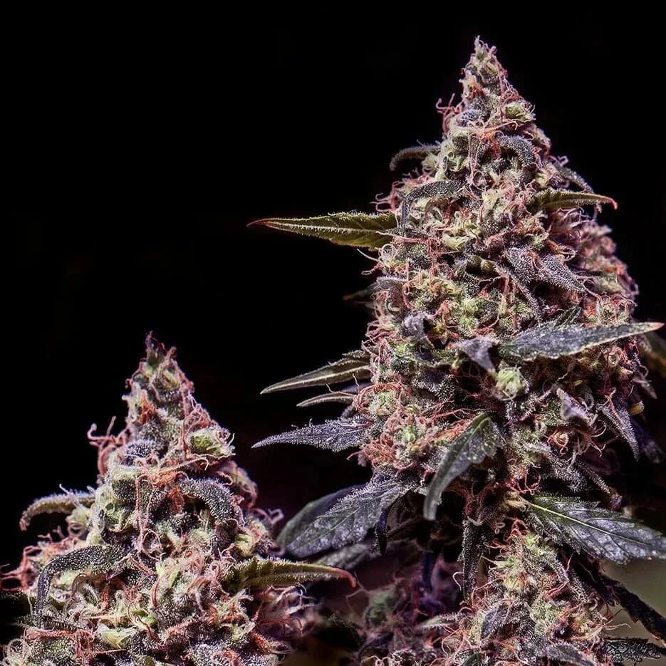 Somango 47
