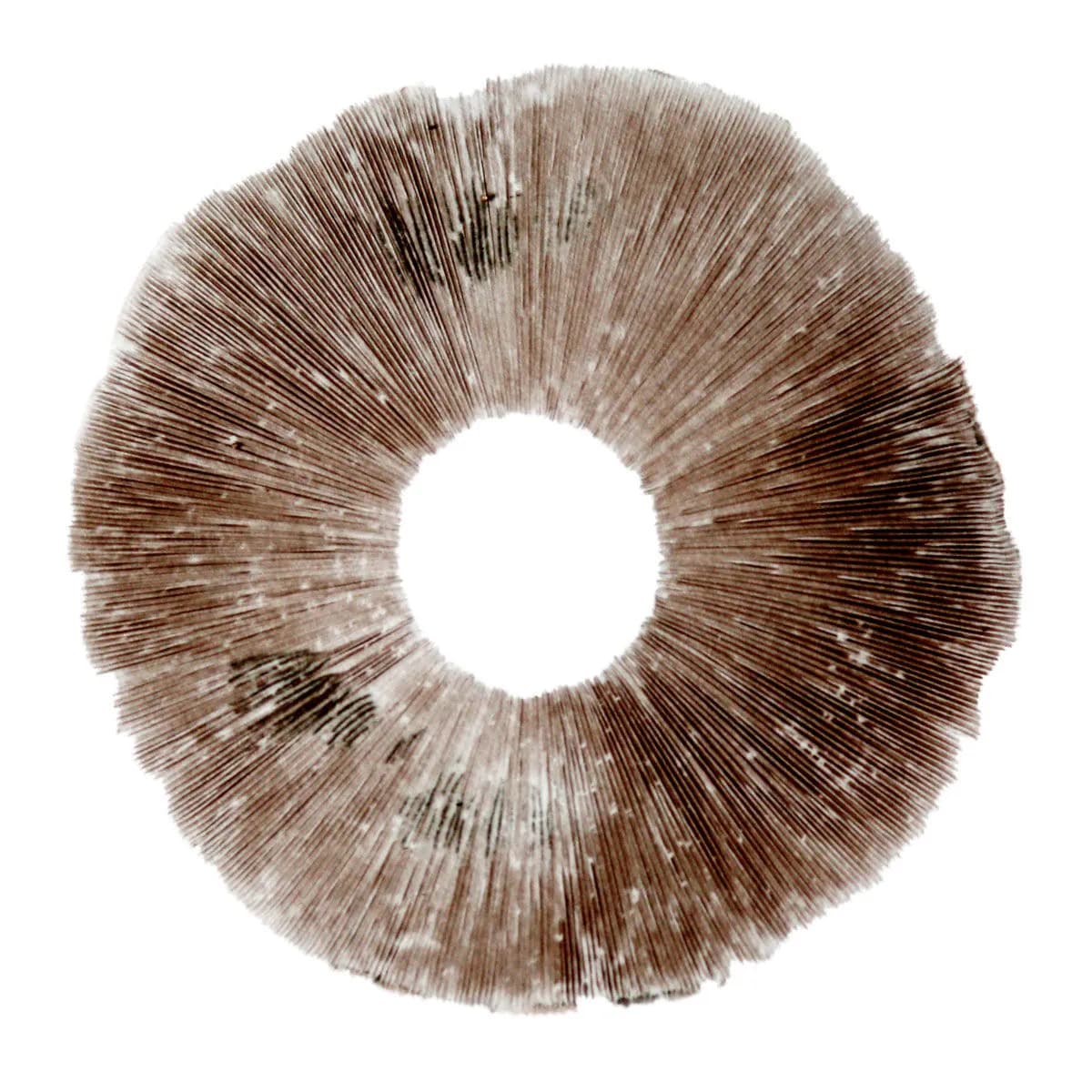 Sporenabdruck Psilocybe cubensis Hawaii (PES)
