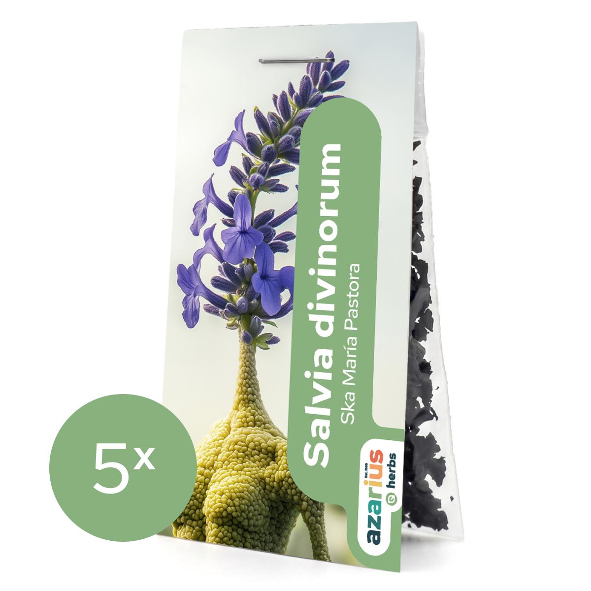 Salvia Divinorum Blätter 1x