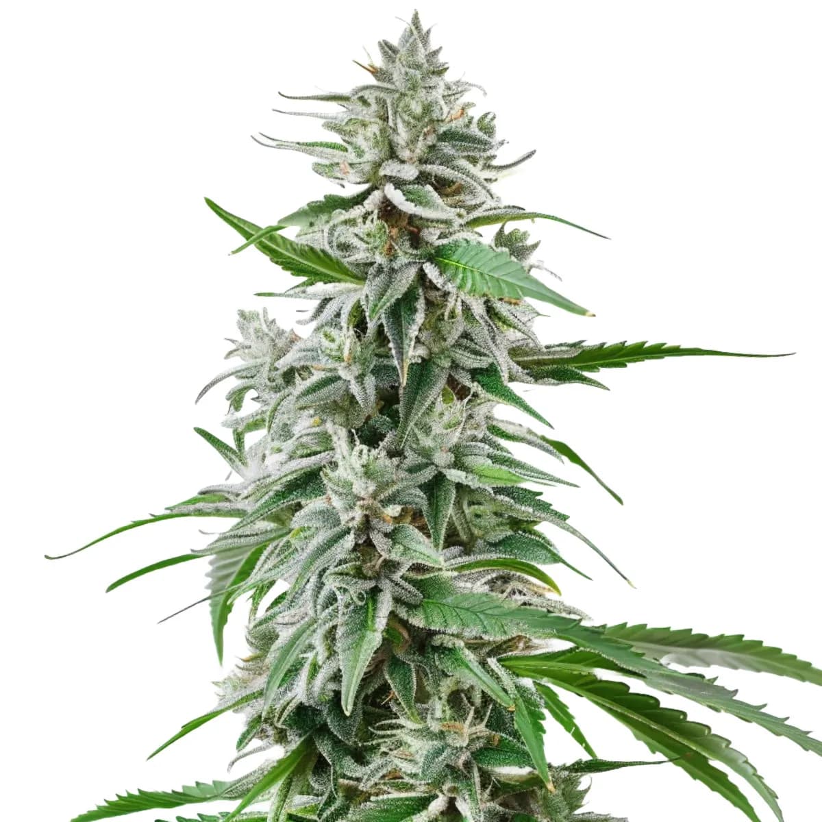 Sunset Sherbet Auto