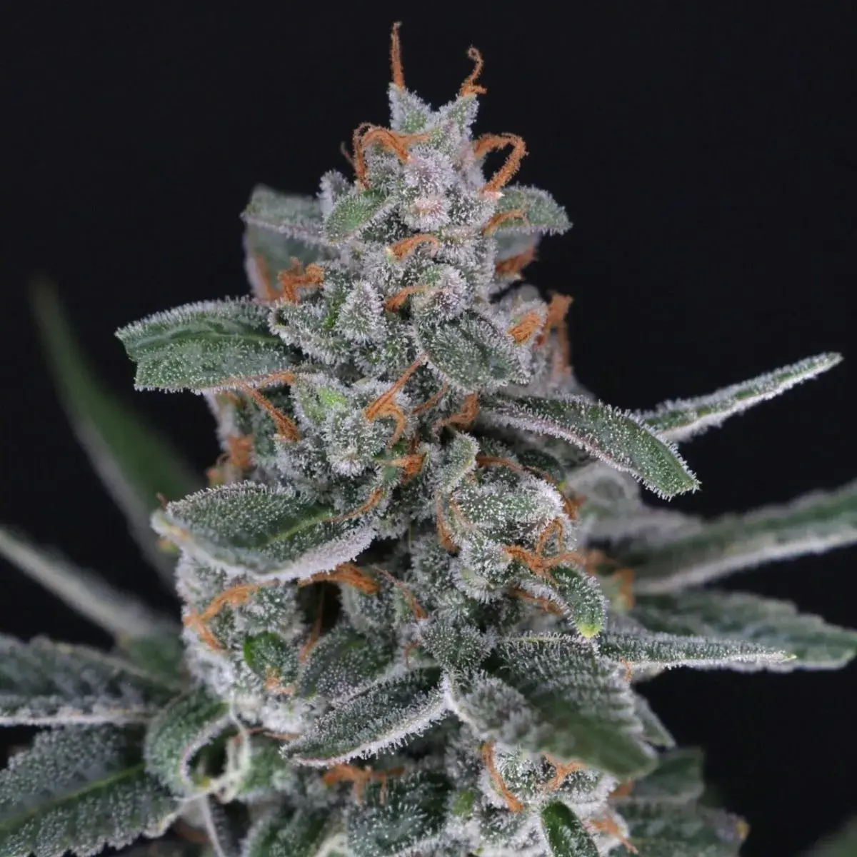 Tri-Whip Kush