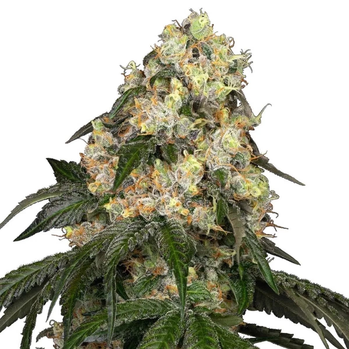 White Biscotti OG XXL (White Label)
