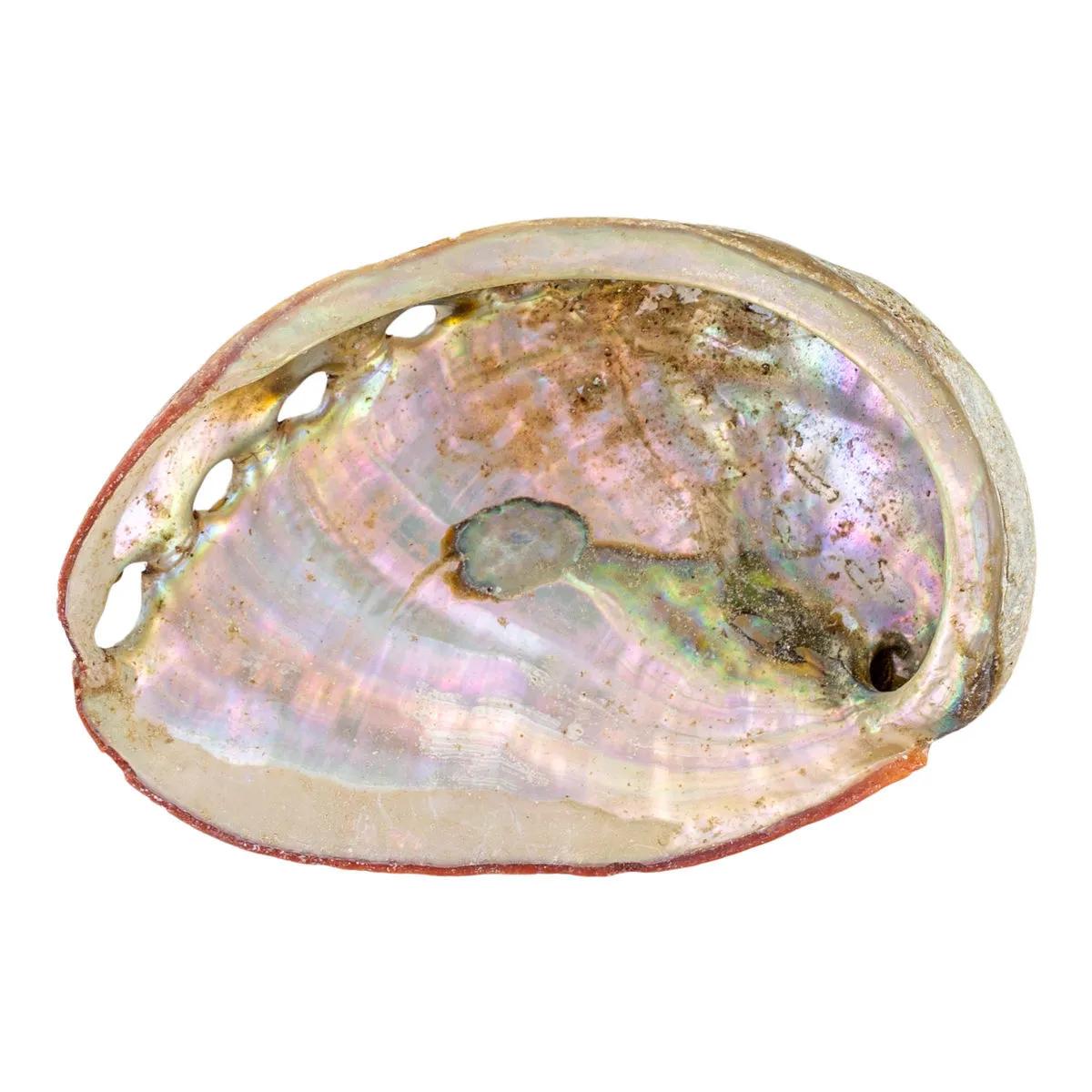 Abalone-Muschel