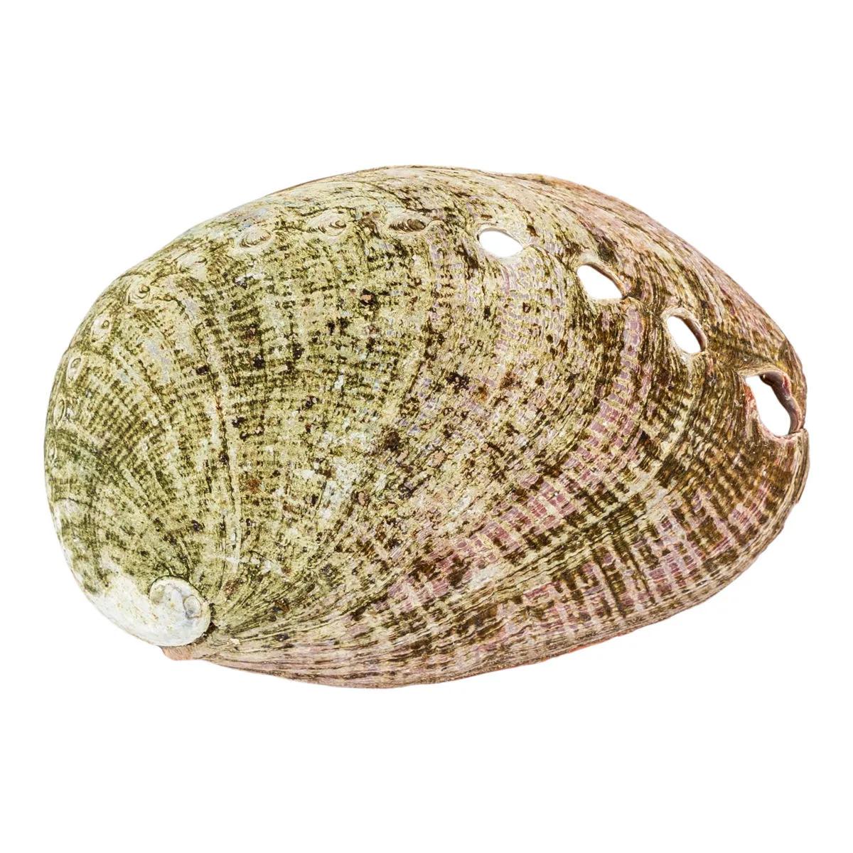 Abalone-Muschel