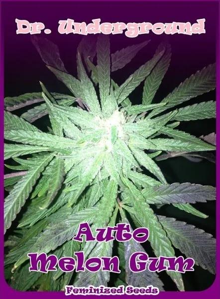 Auto Melon Gum