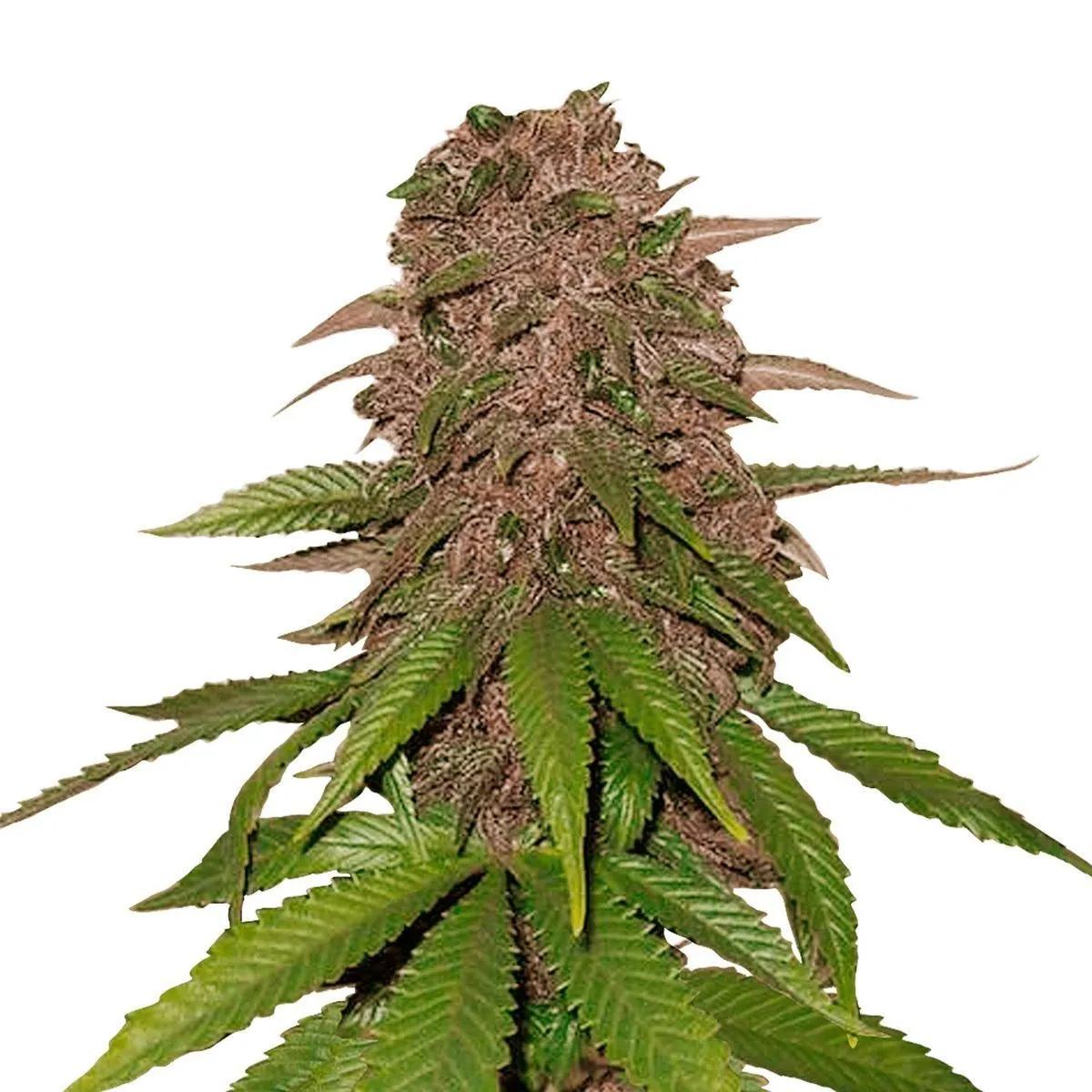 C4 Auto
