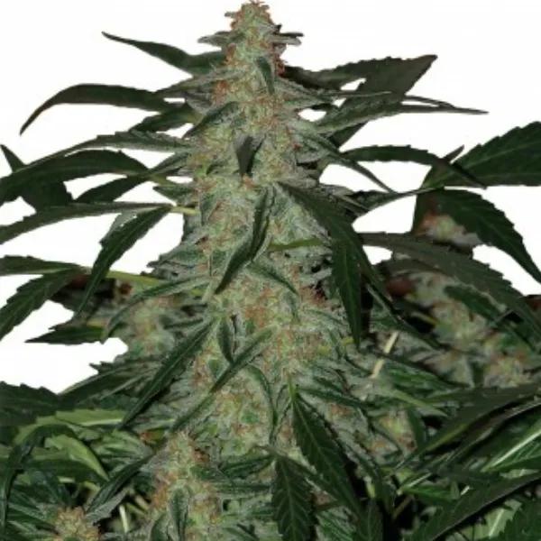 Deimos Auto