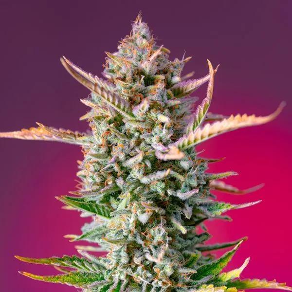 Gorilla Sherbet - F1 Fast Version
