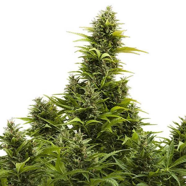 Medikit Auto