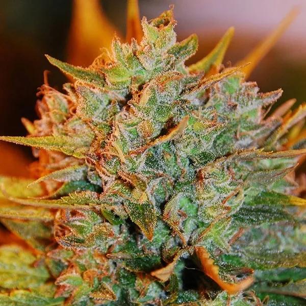 Northern Light x Big Bud Auto