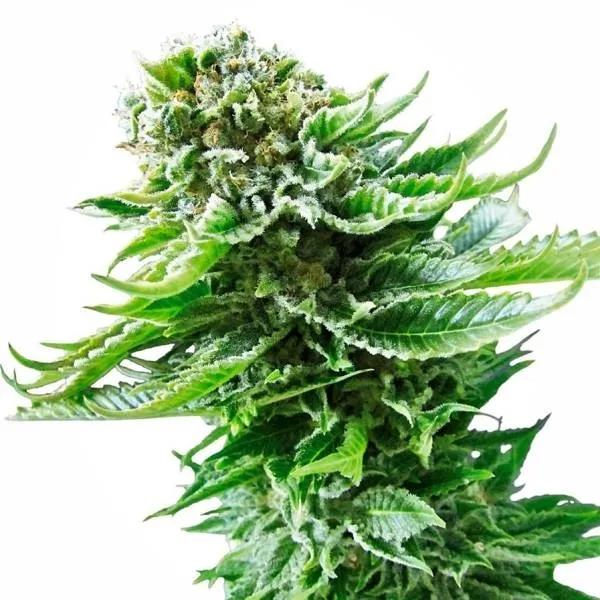 Northern Lights Autoflower