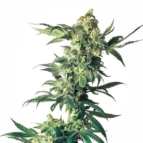 Northern Lights