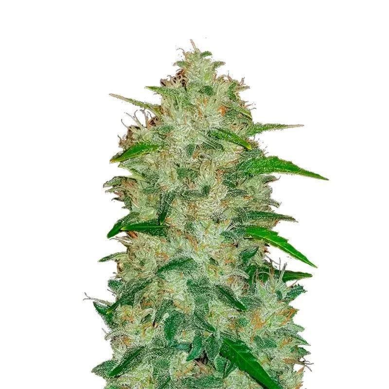 Original Auto Chemdawg