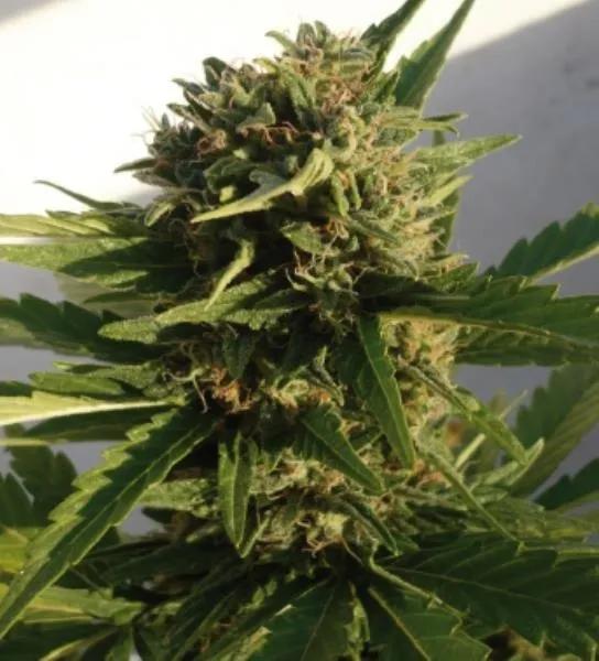 Red Dwarf Auto