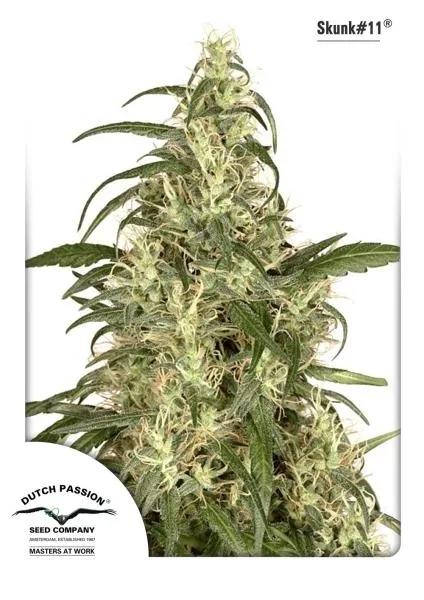 Skunk 11