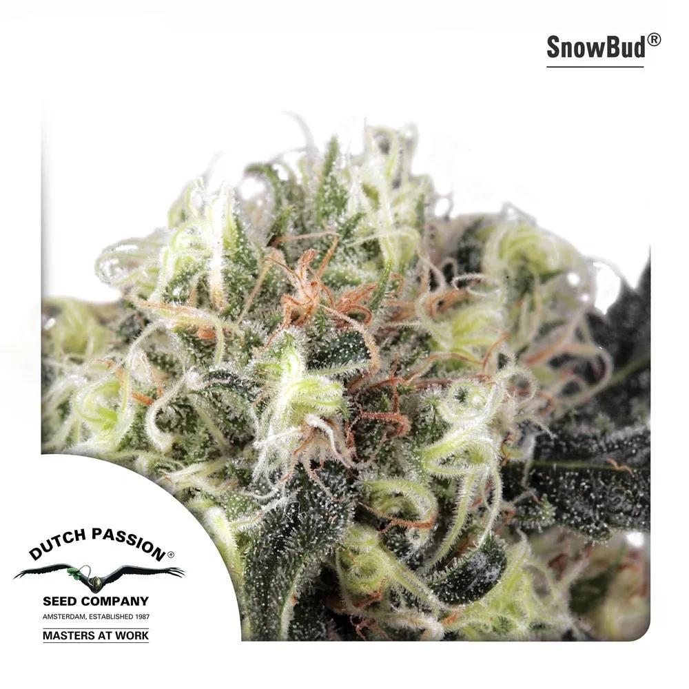 Snow Bud