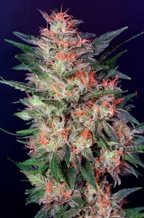 White Widow