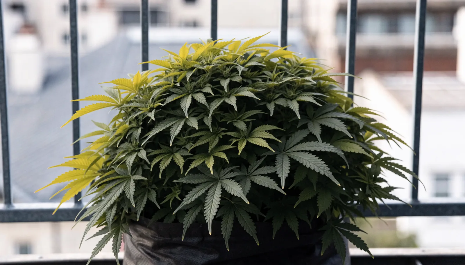 Eine kurze buschige autoflowering Cannabispflanze, die unterhalb der Balkongeländerhöhe bleibt