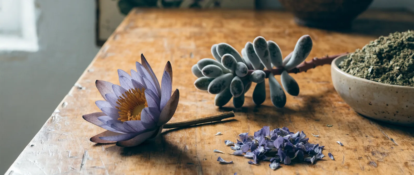 Blauer Lotus vs. Kanna: Vergleich zweier Pflanzen