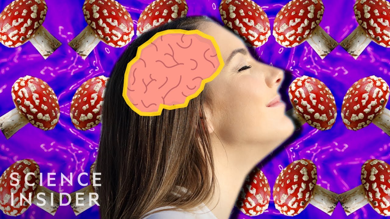 Magic Mushrooms und das Gehirn — YouTube-Vorschau