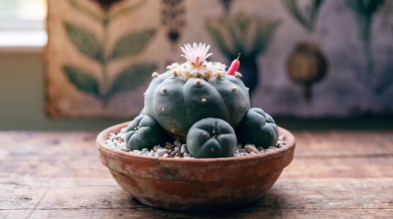 Blüte und Vermehrung: Kindel und Samen