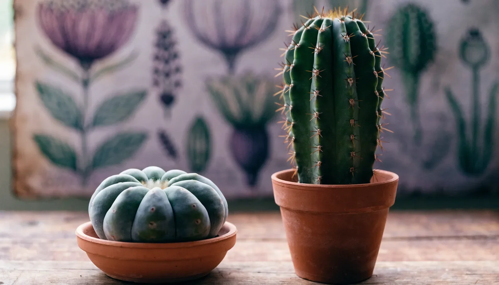 Peyote-Kaktus oder San Pedro: die Unterschiede