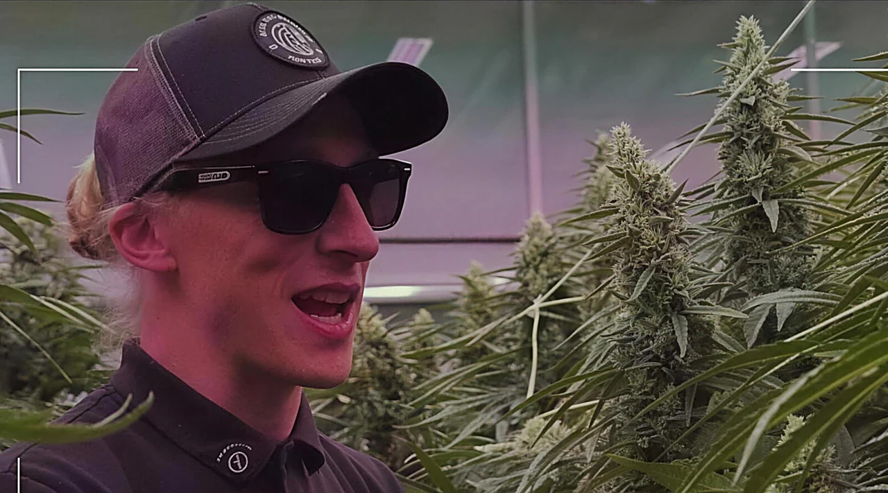 AZARIUS · Struktur zählt: warum stabile Stiele in der Cannabiszucht wichtig sind